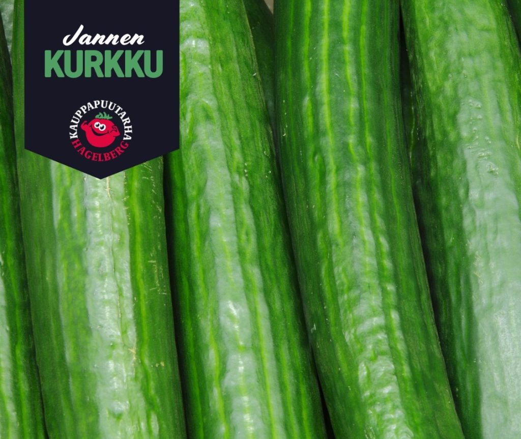 Jannen kurkut